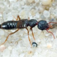 Rugilus rufipes