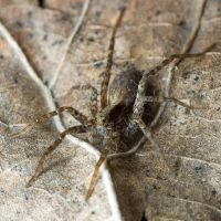 Pardosa