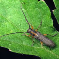 Phytoecia icterica
