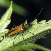 Oedemera femorata
