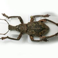 Rhinoscapha