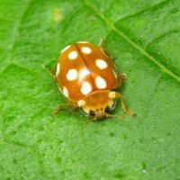 Vibidia duodecimguttata