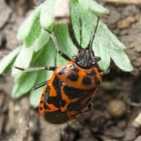 Eurydema (Eurydema) ornata