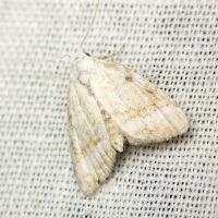 Nola aerugula