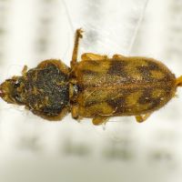 Heterocerus parallelus
