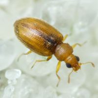 Melanophthalma