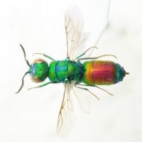 Chrysididae