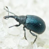 Holotrichapion (Apiops) pullum