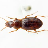 Platyderus (Platyderus) punctiger
