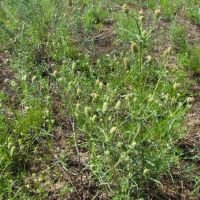 Plantago arenaria