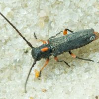 Phytoecia pustulata