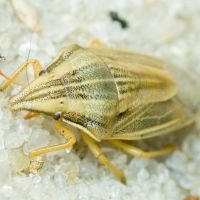 Aelia acuminata