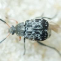 Bruchinae