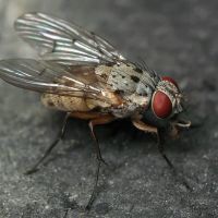 Anthomyia plurinotata