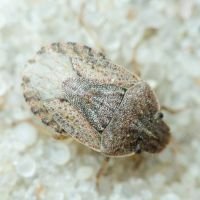 Sciocoris distinctus