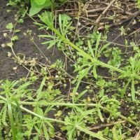 Galium aparine