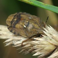 Eurygaster maura