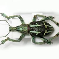 Rhinoscapha