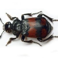 Nicrophorus vespilloides