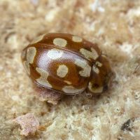 Myrrha octodecimguttata