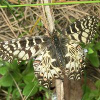 Zerynthia polyxena