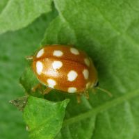 Vibidia duodecimguttata