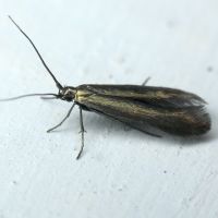 Coleophora alcyonipennella