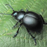 Timarcha tenebricosa