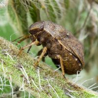 Psacasta (Cryptodontus) neglecta