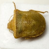 Ventocoris (Astirocoris) philalyssus