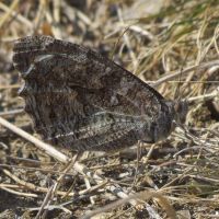 Satyridae