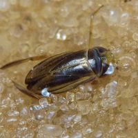 Cymatia coleoptrata