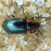 Prasocuris (Hydrothassa) marginella