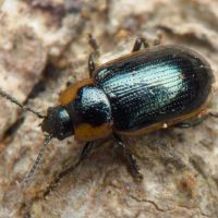 Prasocuris (Hydrothassa) marginella