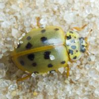 Harmonia quadripunctata