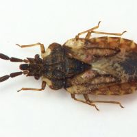 Aradus depressus