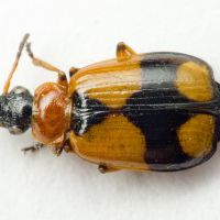 Lebia cruxminor