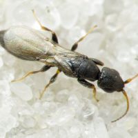 Bethylidae