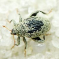 Pseudorchestes smreczynskii