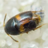 Sepedophilus bipunctatus