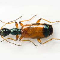 Odacantha melanura