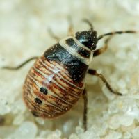 Platyplax salviae