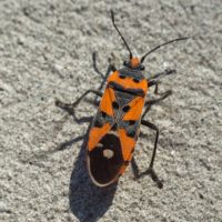 Lygaeus
