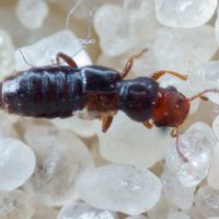 Euaesthetus ruficapillus