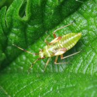 Dryophilocoris flavoquadrimaculatus