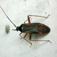 Adelphocoris seticornis