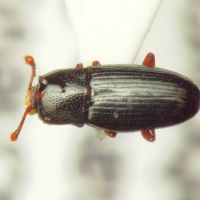 Cerylon histeroides