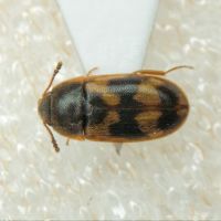 Litargus connexus