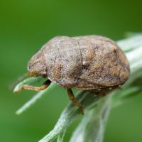 Psacasta (Cryptodontus) neglecta