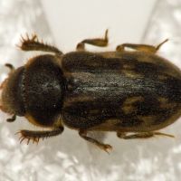 Heterocerus fenestratus
